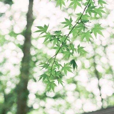 风暴领主手游